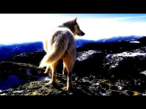 Tayfa Crew feat. Kutman Kürşad & UCI34 - Kurt Töresi