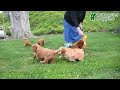 Mini Goldendoodle dogs for sale: Duffy - Video 1