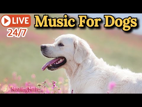 🔴[LIVE] Dog Music🎵🐶Calming Music for Dogs🐶💖Soothing Music to Ease Separation Anxiety in Dogs🔴14