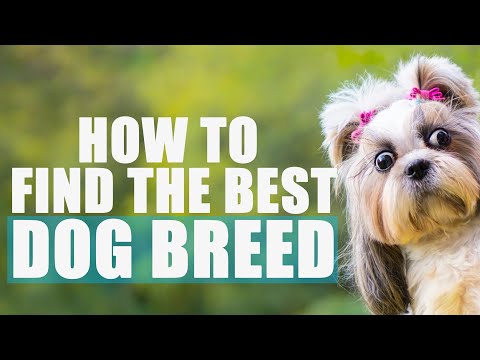 , title : 'Tips on How to Choose the Best Dog Breed for Your Home and Family: Find the Best Dog Breed'