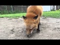 Fox Eats Butterfly!