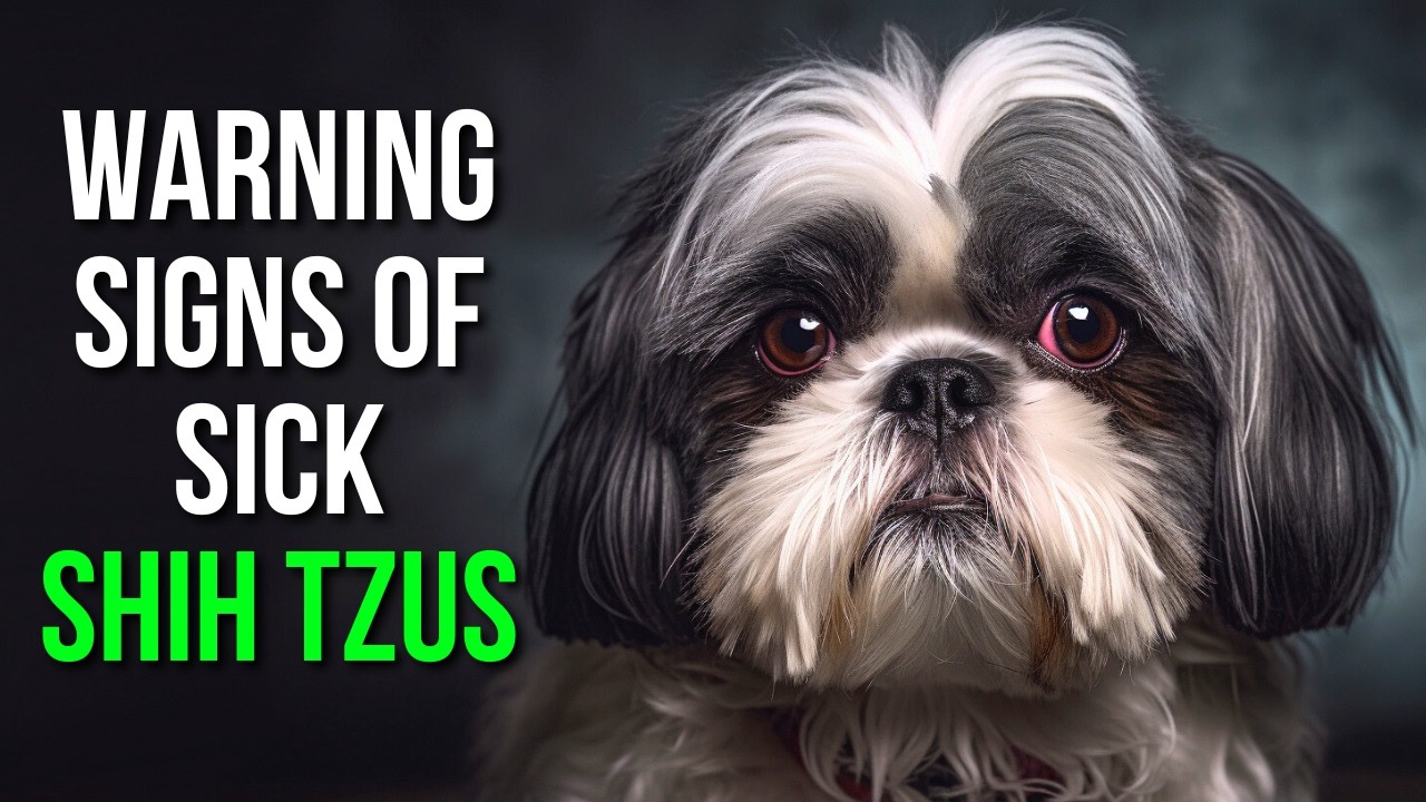 Signs Your Shih Tzu Is Sick, In Pain, or Uncomfortable (Complete Health Guide)