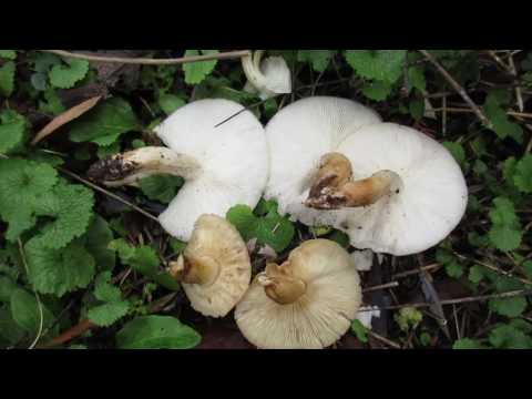 Late Fall Wild Ontario Elm Tree Oyster Mushrooms