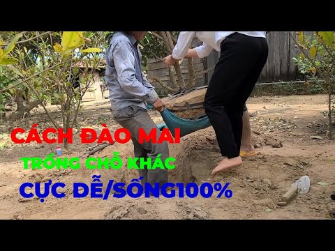 Kỹ Thuật Đánh Cây Mai Trồng Lên Chậu Hay Trồng Xuống Đất Sống 100%/Xuân Lê Vlog
