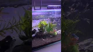 【アクアリウム】常に爆食を続ける我が家のグッピーさん#aquarium  #funny #fyp #shorts