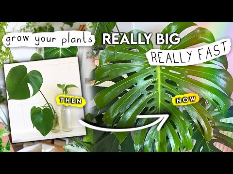 How To Grow Your Houseplants Big, FAST! How I Make My Plants Mature Quickly