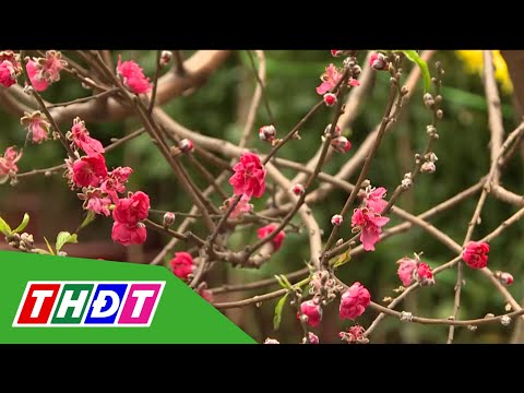 Đào quất miền Bắc đưa vào TP.HCM giảm | THDT