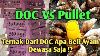Download lagu DOC Vs Pullet Ayam Petelur ‼️ Mana Yang Lebih Cepat Menguntungkan ⁉️ mp3