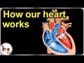 How Our Heart Works Structure And Function 3D Animation In English