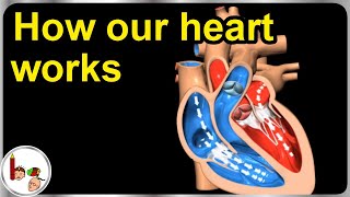 How our heart works – Structure and function (3D