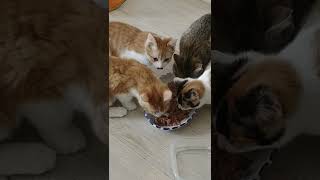 Mixed Cats Videos