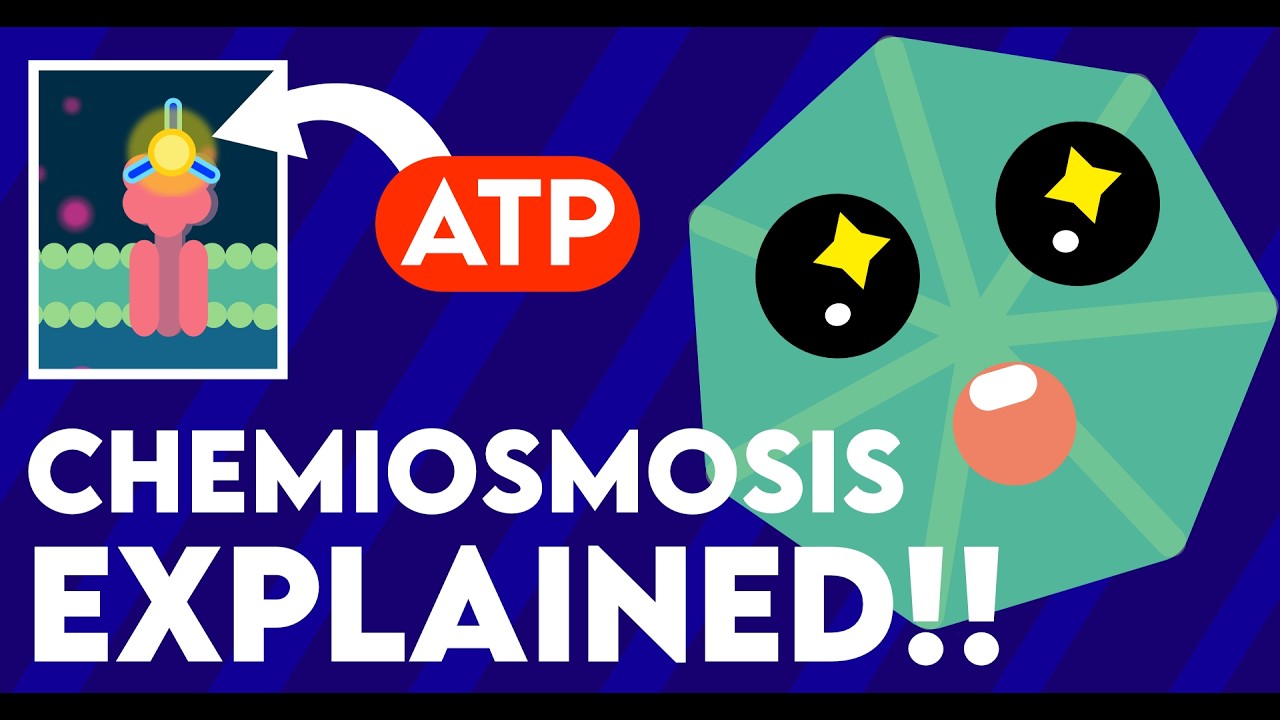Mechanism of Light Reaction |Photosynthesis in Higher Plants  Class 11 Botany Neet Biology Animation