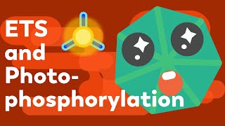 Mechanism of Light Reaction |Photosynthesis in Higher Plants  Class 11 Botany Neet Biology Animation