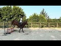Petit cheval - 6 ans - OC/Zangersheide
