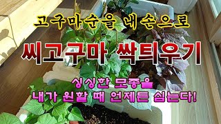 [텃밭농부 2,138]  싱싱한 고구마 순을 내 손으로 키운다! 씨고구마 싹 틔우기. #고구마재배 #고구마모…