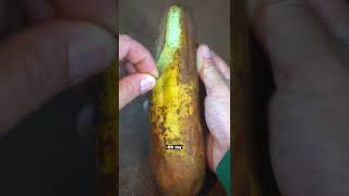 Peeling my luffa gourd (extremely satisfying)