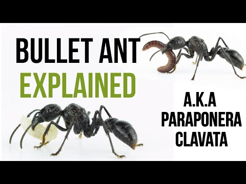 Everything you need to know about Paraponera clavata