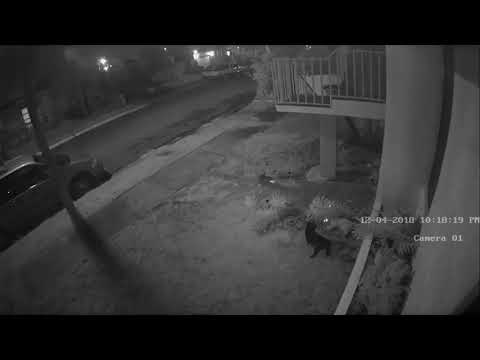 Fight at night for territory between two cats