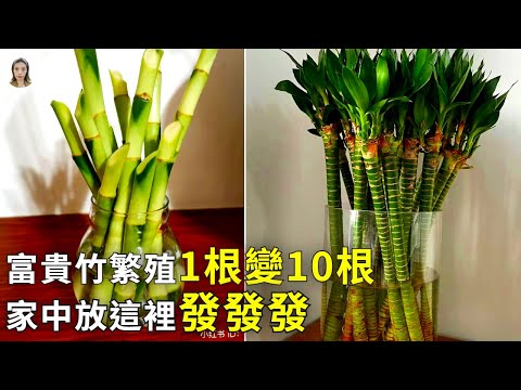 開運竹價格
