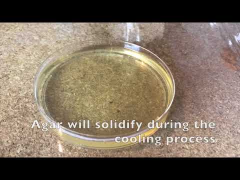 60 Second Protocols How to Make Agar Plates