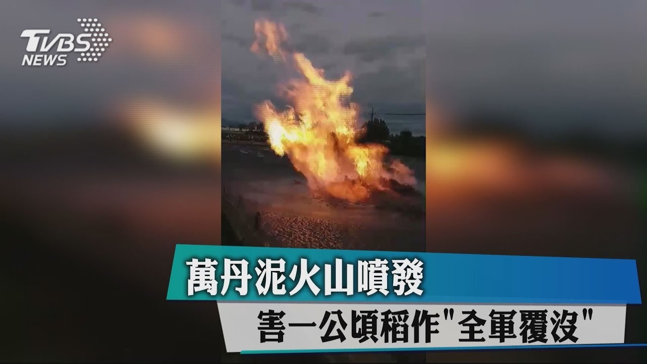萬丹泥火山噴發　害1公頃稻作「全軍覆沒」