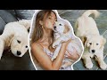 GETTING A GOLDEN PUPPY