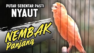 Download lagu KENARI GACOR PANJANG Emosi Cuit Cuit Rol Rapat, Pancingan Kenari Paud, Pelatihan Burung Kenari mp3