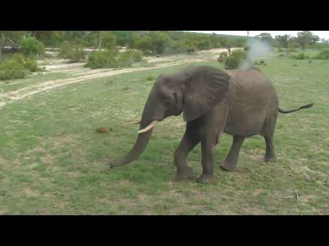 Djuma: Two Elephant bulls - 16:47 - 12/29/18