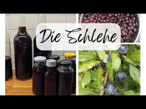 Die Schlehe verarbeiten: Schlehensaft herstellen