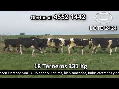 Lote 18 Terneros 11 HO,  3 HO c/  NO,  2 AA c/  NO y 2 NO. 331kg -  en El Molle. Cufré - R52 km 137 a 15 km de NH