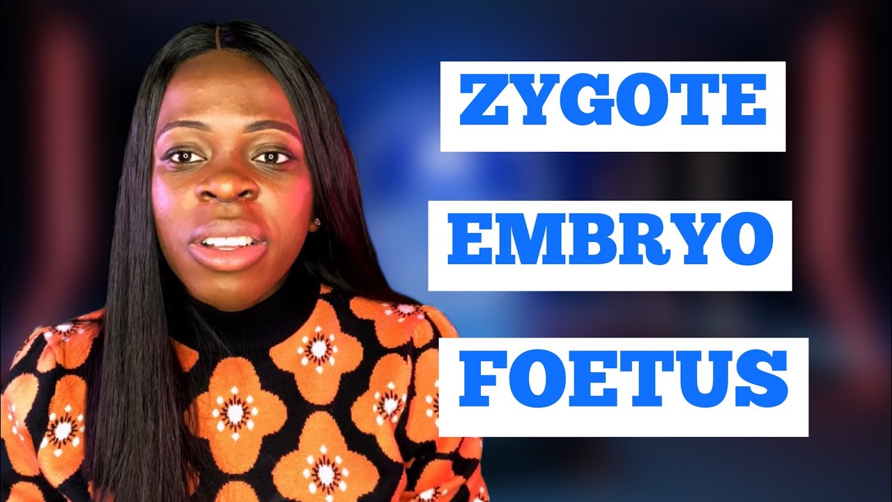 What is the difference between embryo and zygote one sentence? More REF