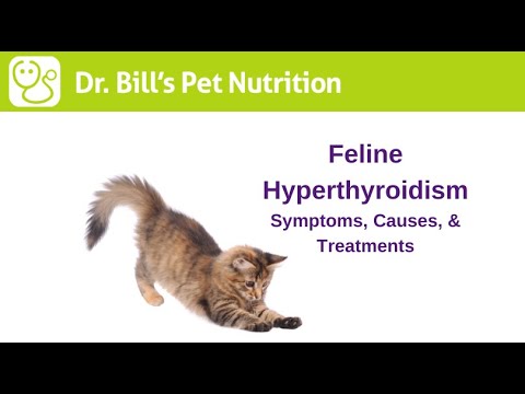 Feline Hyperthyroidism | Symptoms, Causes, & Treatments | Dr. Bill's Pet Nutrition | The Vet Is In