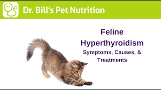 Feline Hyperthyroidism | Symptoms, Causes, & Treatments | Dr. Bill