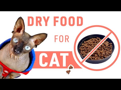 Should I feed my Cat Dry Food? Is Dry Food Bad For Cats?