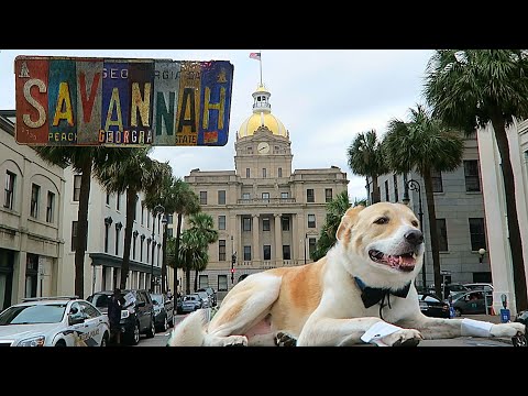 Is Savannah Georgia Dog Friendly?