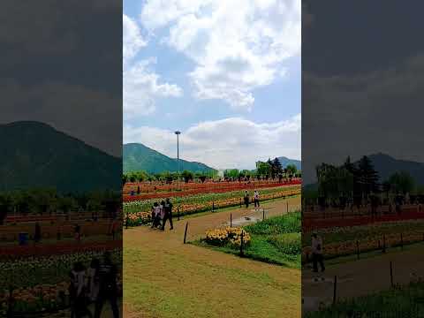 #tulipgardenkashmir#turnip #vlogs # beauty of Kashmir #millionviews #millionlikes #subcribemychannel