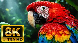 🌍 WILDLIFE AROUND THE WORLD 8K ULTRA HD – Amazing Creatures in 60FPS