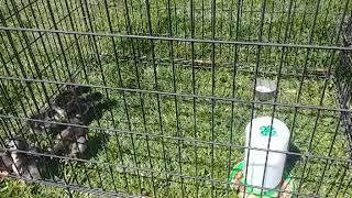 Chicken Check in one week old.