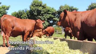 Miniatura do vídeo