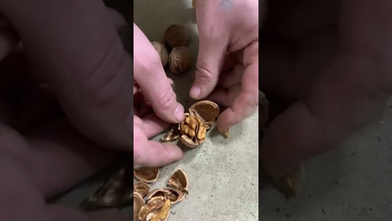 Грецкие орехи в скорлупе