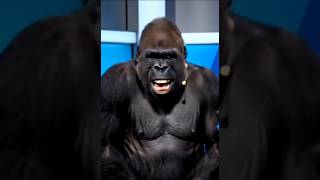 Download lagu Kata-kata hari ini Kong? #memes #funny #lucu #kingkong #gorilla mp3