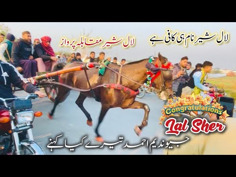 Lal Sher Vs Sawa Parwaz Horse Race / Sawa Parwaz VS Lal Sher horse Race in Pakistan 🇵🇰 #horse #yt