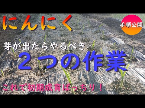サント・ヴィクトワール・ニンニクについて詳しく解説