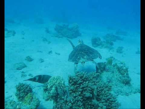 Turtle, Bay View Resort - Hausriff,Ägypten