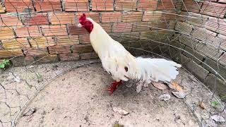 Tốp 3 bé từ 2t5-2t7 @762.8383.34