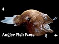 The Anglerfish And The Absolute Worst Sex On Earth Warty Sea Devil Ramkay Wild World