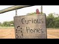 Curious Homes