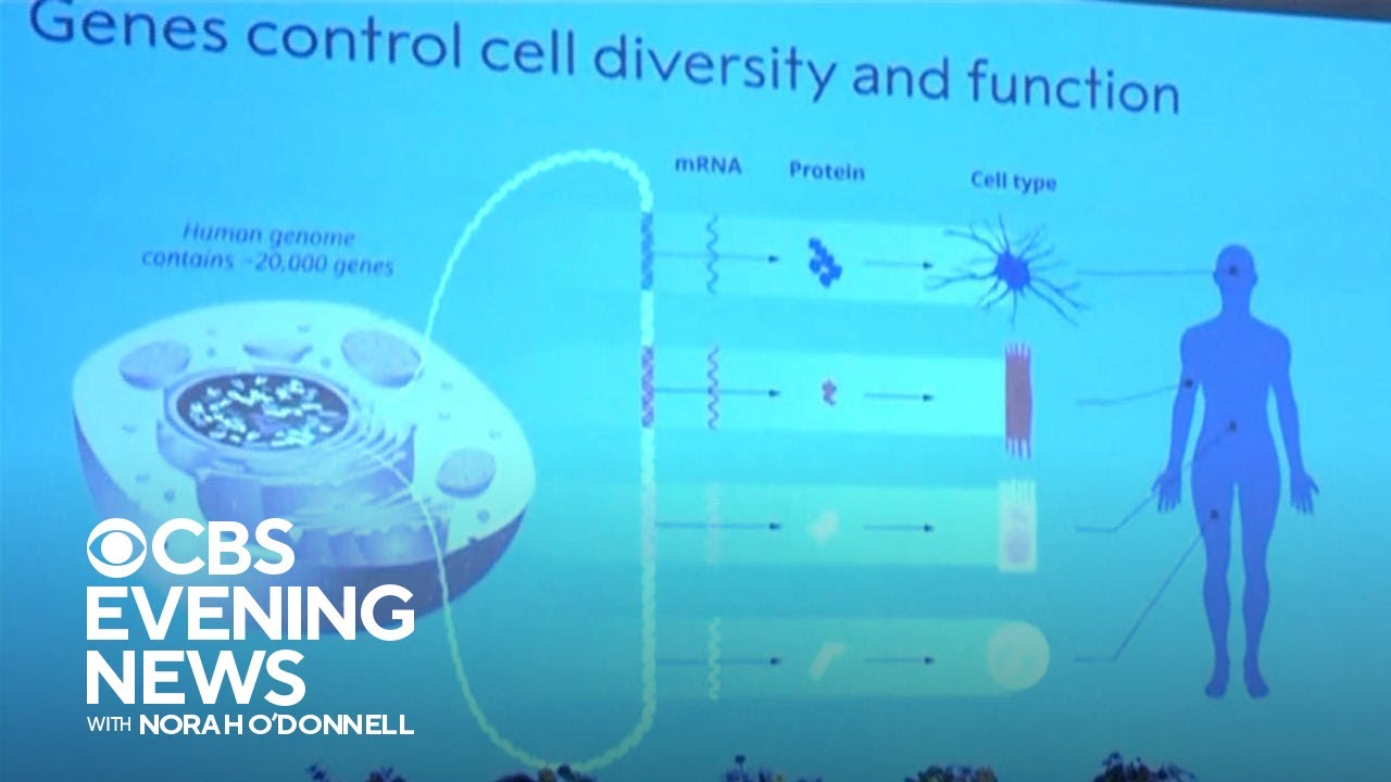 MicroRNA discovery in worms leads to Nobel Prize in medicine