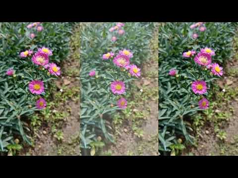 Eulegine, Liezel & Raquel vlog_promoting BSU Floriculture