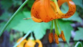 Trust Me, This is Love - Amanda Marshall - Short Cover